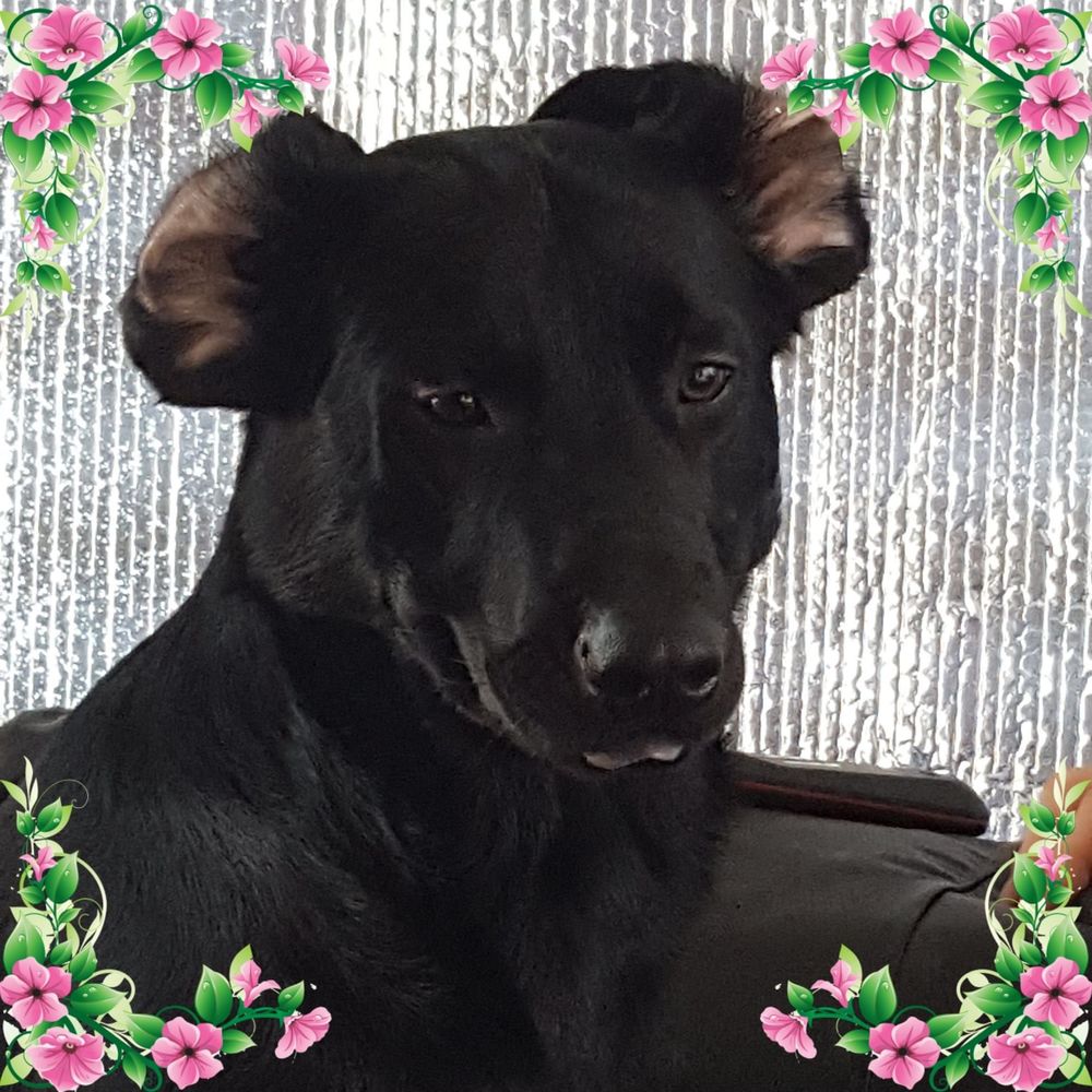 Meet your Posher, Susan